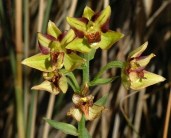 Дремлик Epipactis veratrifolia